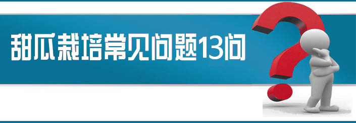 蔬菜種子栽培技術(shù)-<strong><font color='#006428'>甜瓜栽培常見問題13問？</font></strong>