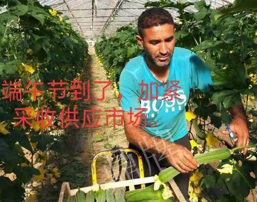 蔬菜種子種植戶客戶點評-羨慕！每公斤24元，“優(yōu)比1號”在法國的表現…