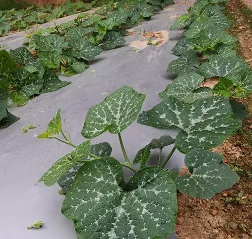 菜農(nóng)種植無需噴農(nóng)藥的蔬菜，不僅栽培簡單、而且效益高