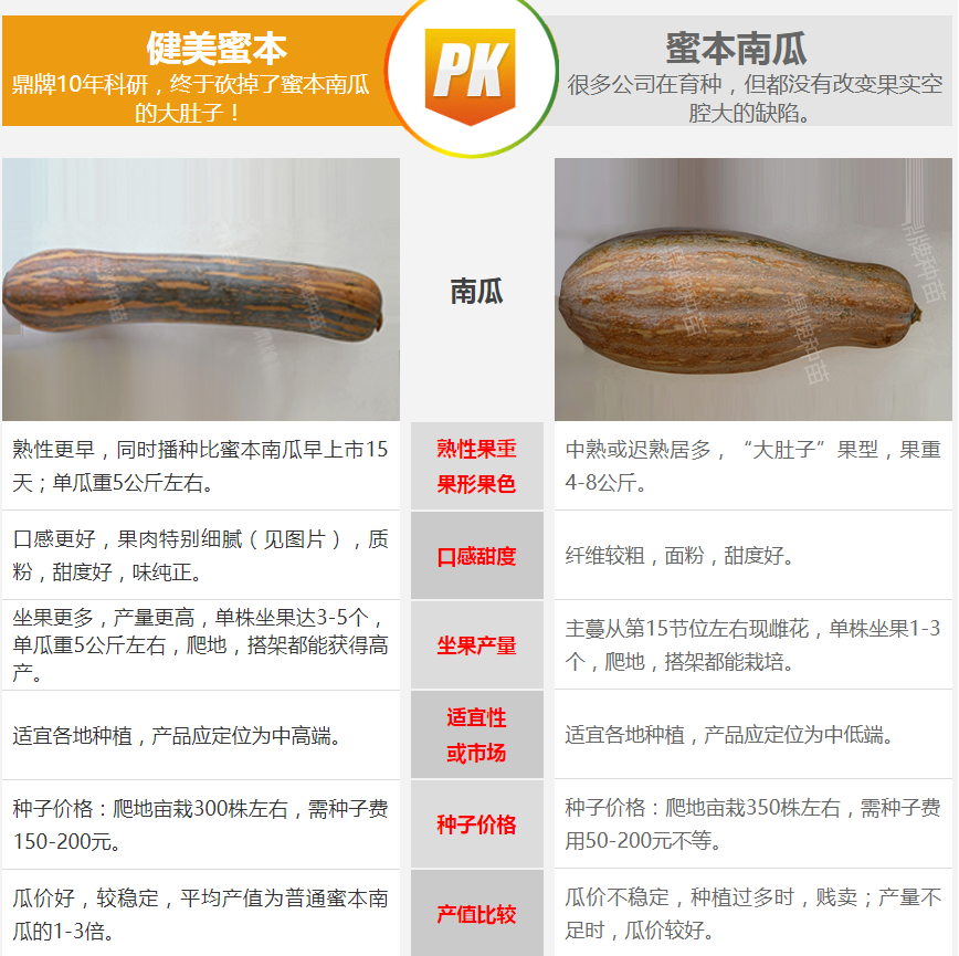 生吃都好吃南瓜新品種，沒有大肚子，肉質(zhì)更密致，農(nóng)戶試種下