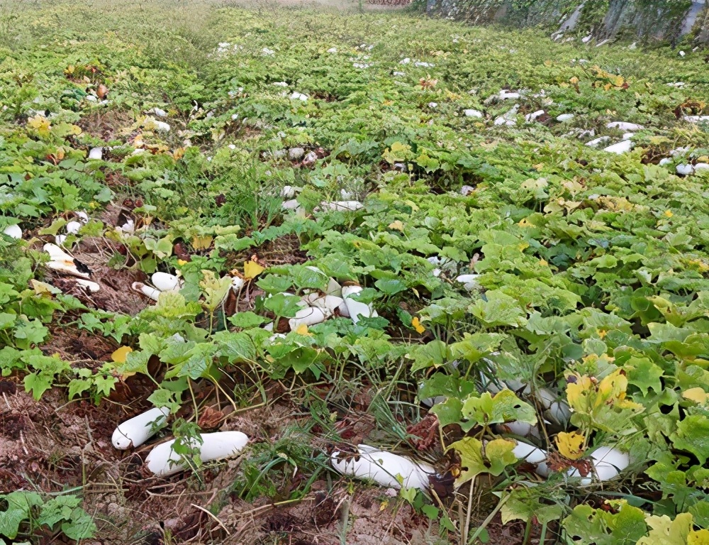 這個品種太優(yōu)秀了！耐儲耐運，適合大面積種植，菜農(nóng)瓜販都喜歡