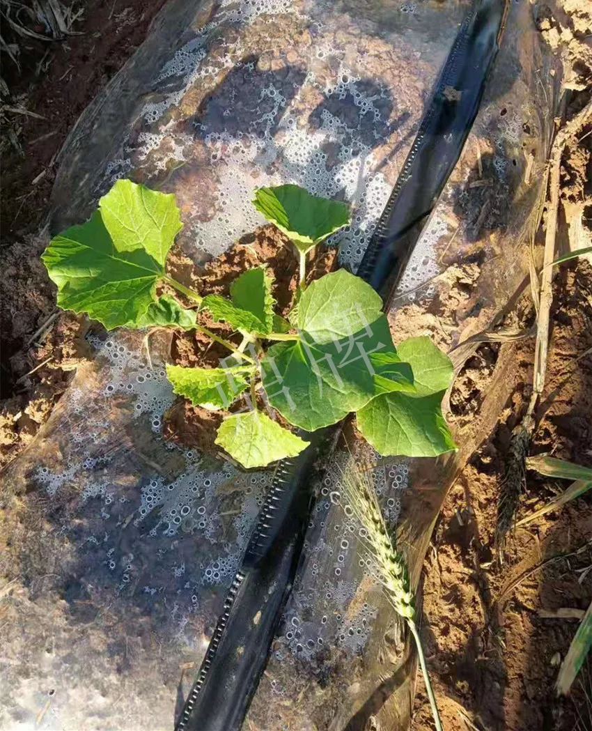 河南焦作的李向林今年種植甜瓜新品種，客戶直接拉貨走人