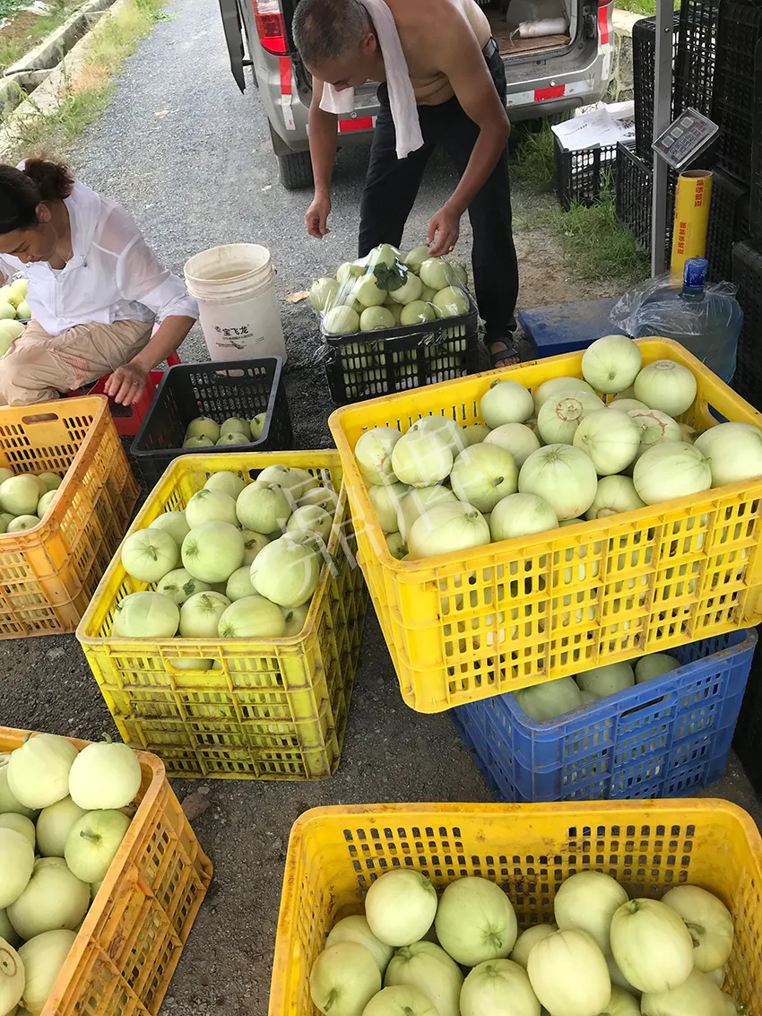 郴州農(nóng)戶種植新品種，果實又香又甜，很好賣