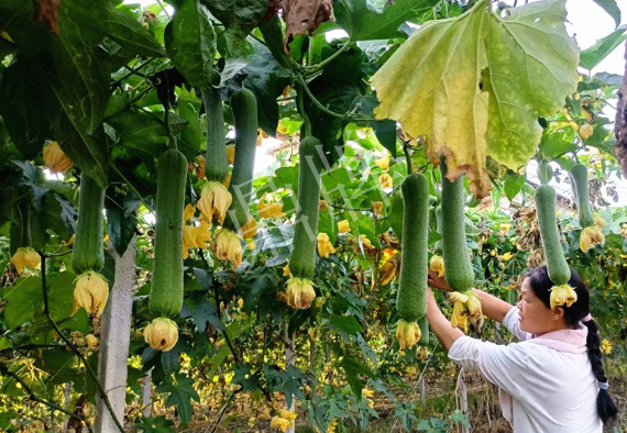 蔬菜種子種植戶客戶點評-8月，持續(xù)高溫下，這種絲瓜少見，少見！