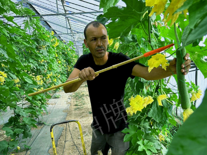 蔬菜種子種植戶客戶點(diǎn)評(píng)-這種絲瓜在法國(guó)，批發(fā)都是30元/kg