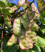 蔬菜種子種植戶客戶點評-價格好得讓種植者笑咪咪的，這個神奇的品種在霜降后還是串串結莢！