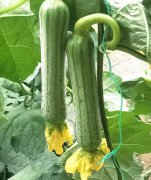 蔬菜種子種植戶客戶點(diǎn)評(píng)-這瓜，太美了！太美了！但我這個(gè)老菜農(nóng)……唉！