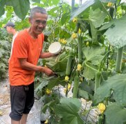 蔬菜種子種植戶客戶點(diǎn)評(píng)-干農(nóng)業(yè)，有喜悅嗎？有的，請(qǐng)看！