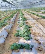 蔬菜種子種植戶客戶點(diǎn)評(píng)-三倍體絲瓜到底是斷頭好？還是不斷頭好？看看這位老板的做法……