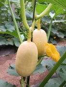 蔬菜種子種植戶客戶點(diǎn)評(píng)-瓜菜價(jià)格不好，太卷了！看一位種植大戶穩(wěn)穩(wěn)賺錢的經(jīng)驗(yàn)…