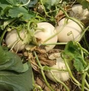 蔬菜種子種植戶客戶點(diǎn)評(píng)-我種植的這個(gè)品種，稱得上“白馬王子”，與大家分享！