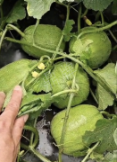 蔬菜種子種植戶客戶點(diǎn)評(píng)-瓜商喜歡、消費(fèi)者喜歡，這個(gè)品種就好銷售！