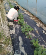 蔬菜種子種植戶客戶點(diǎn)評(píng)-我想要一個(gè)抗高溫又品質(zhì)優(yōu)良的甜瓜品種，終于找到了！