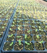 蔬菜種子種植戶客戶點評-高溫+病毒，雙重暴擊！今年種植這個品種能賺錢嗎？